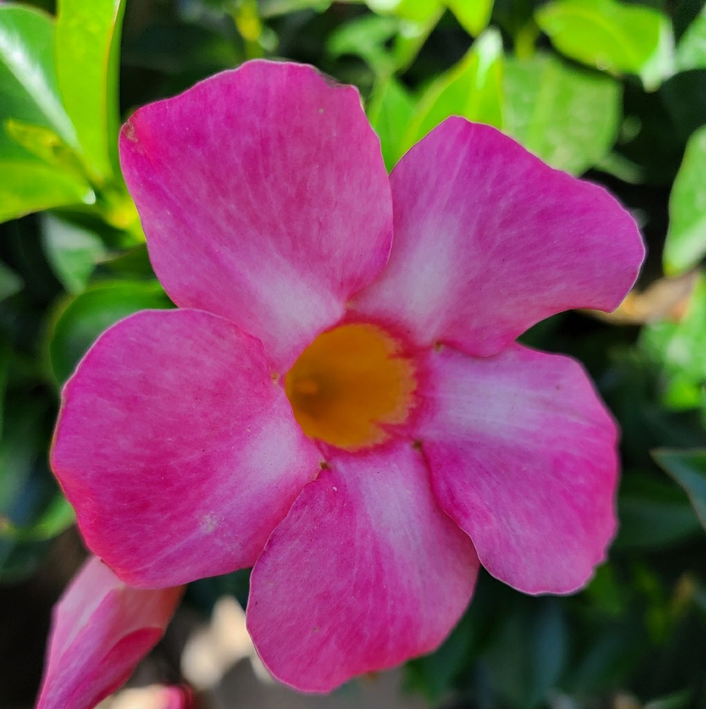 Meet your Posher, Maribel